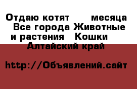 Отдаю котят. 1,5 месяца - Все города Животные и растения » Кошки   . Алтайский край